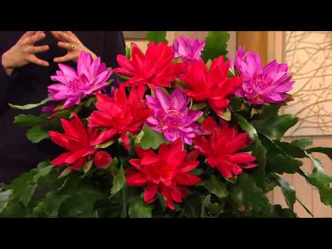 how to fertilize epiphyllum plants