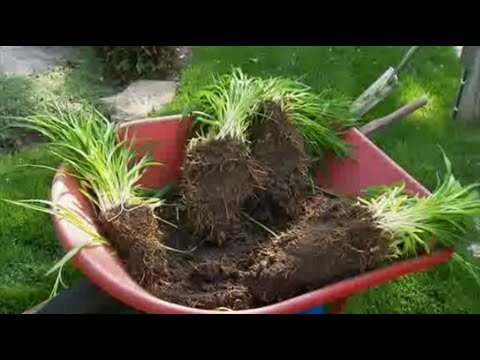 how to divide and transplant daylilies