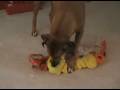videos de Sera Opening Christmas Present & Larkin Giggling