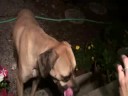 Mini Mastiff Eating Corn on the Cob