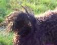 Caniche video
