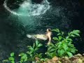 messico   il cenote