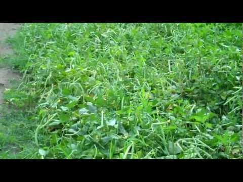 how to grow zipper peas