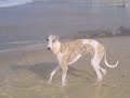 Fly Whippet at the beach