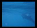 Freediving with Dolphins