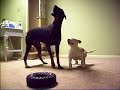doberman vs pit bull