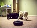 doberman vs pit bull