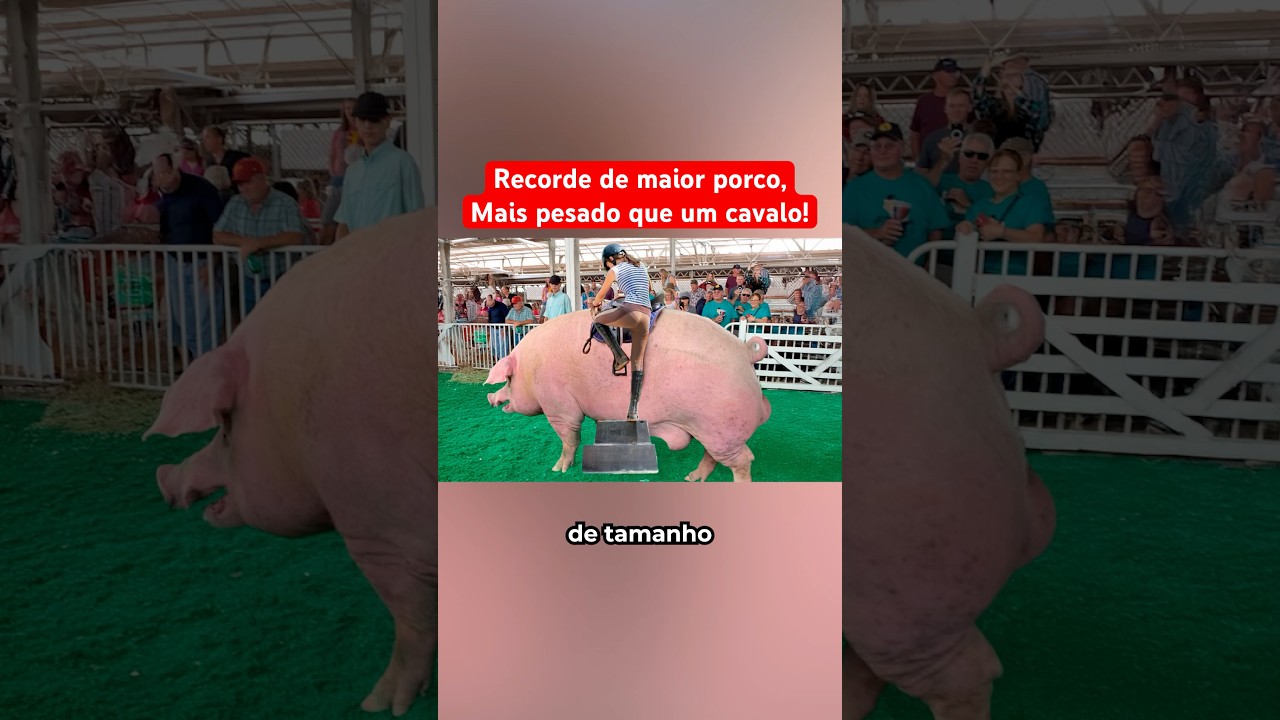 Recorde De Maior Porco Do Mundo, Mais Pesado Que Cavalo