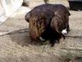 Our Golden Eagle's First Egg