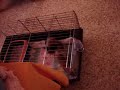 h� bien voila stitch et fiona se sont rencontr�s pour faire des b�b�s mais apparemment cela ne les int�resse pas.
ca commence bien comme vous pouvez le voir sur la vid�o mais fiona est une chieuse de premi�re et stitch pas tr�s entreprenant
