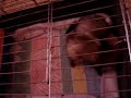 h� bien voila stitch et fiona se sont rencontr�s pour faire des b�b�s mais apparemment cela ne les int�resse pas.
ca commence bien comme vous pouvez le voir sur la vid�o mais fiona est une chieuse de premi�re et stitch pas tr�s entreprenant