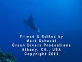 Diving with Manta Rays in Fiji