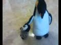Nuova 500 con ABS ed ESP salva pinguini!