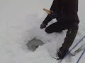 no fish