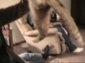 3-Legged Cat Jumps through Human Hoop