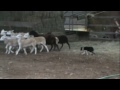 Click here to watch this video chris-dot, border collie female herding sheep