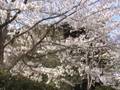 京都 桜 金戒光明寺（黒谷さん） 2007/04/03