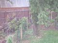 Click here to watch this video backyard groundhogs squirrels 1
