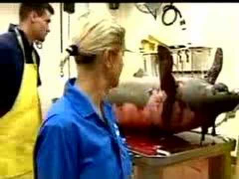 0 documentries Ruth Hawke Ruth England Ruth Hawke England Decomposing Pig 