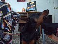 my doberman singing to guns n roses