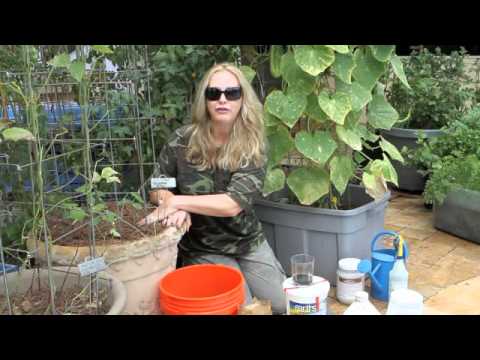 how to fertilize cucumbers