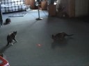 Wild Cat Laser Show