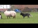 Raf De Winter & Ely - cattle dog