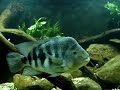 Amphilophus chancho (XXXL) Amphilophus chancho (XXXL)