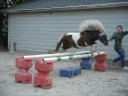 Jumping Joker bareback + Annie and Legacy Jumping Joker bareback + Annie and Legacy