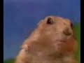 dramatic-chipmunk-with-an-iphone.html
