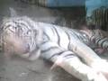 videos de Busch Gardens Tiger