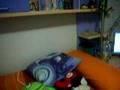 videos de Petaura Luna
