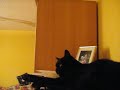 Harry Potter Theme | Bubi Potter, Klavierkater Harry Potter Theme | Bubi Potter, Klavierkater