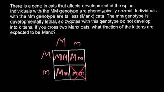Manx cat's genetics