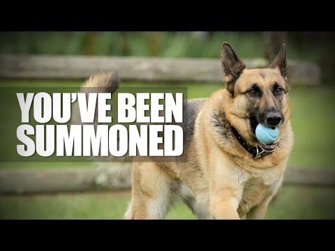 Dog Summoned For Jury Duty!