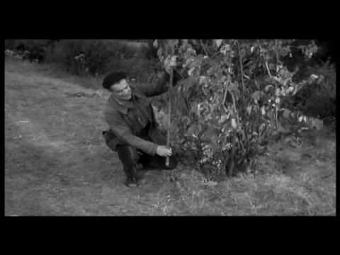 Image de prévisualisation YouTube