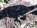 May 10, Onions Planted