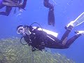 School of snapper - diving in Redang Island 2008