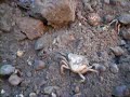 The Last Word question - the living deadWhile digging over a driveway, some workmen I know came across 13 living crabs. They were in a small, sealed chamber around 25 centimetres below the surface of the drive, which was surfaced with sand and gravel over a subsoil of pure sand and laid about 80 years ago. There have been no excavations on the site for at least 40 years. Most of the crabs are around 7 centimetres across, and a barnacle on the shell of one suggests they came from the sea. The nearest seawater - an estuary - is around 4 kilometres away and the sea itself considerably further. A few are now living happily in a water butt. How did they survive where they were discovered? Question submitted by Peter William-Eaves and video taken by Mark LeitchFor more see: http://www.newscientist.com/lastword.ns