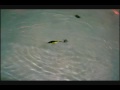 Huge Lures for record braking muskies captures 14 to 18 inch Huge Lures for record braking muskies captures 14 to 18 inch