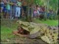 videos de noticiero-cocodrilo.flv