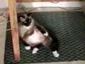 Twister the Cat