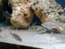 Copadichromis azureus Subadullto (Macho)