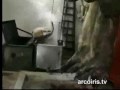 Animali da macello 2/2