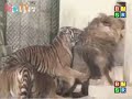 Lions Vs Tigers all fights
