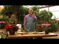 Organic Fertilizing : Foliar Feeding Plants Organic Fertilizing : Foliar Feeding Plants