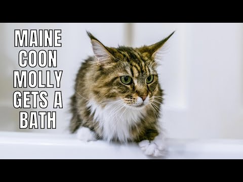 Maine Coon Molly Gets a Bath | How We Bathe Our Cats
