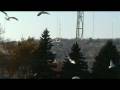 videos de Seagulls