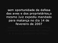 Galos Matança no paraná Galos Matança no paraná