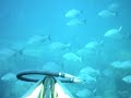 school of chub school of chub